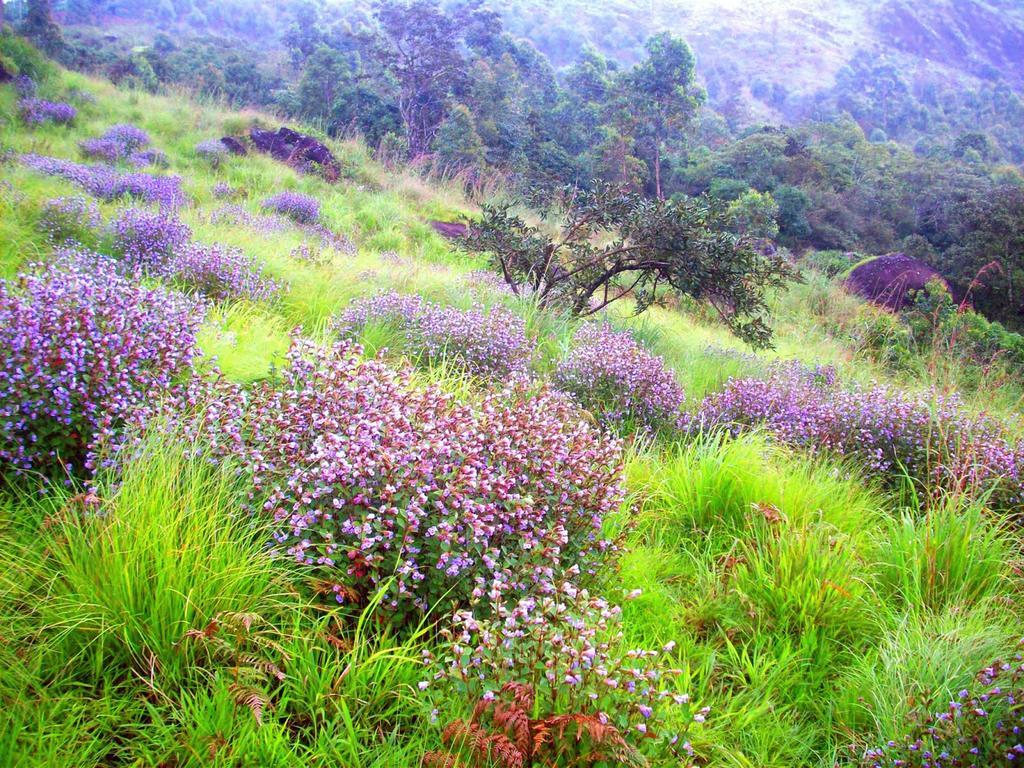 Elysium Garden Munnar Exterior foto